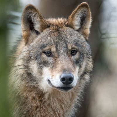 Videobeweis: Sieben Welpen im Wolfsrudel «Nordeifel»