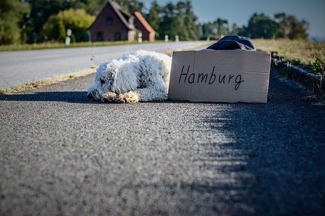 So manchen zieht es allein wegen des kulinarischen Angebotes nach Hamburg. Quelle: DanielBrachlow (CC0-Lizenz)/ pixabay.com