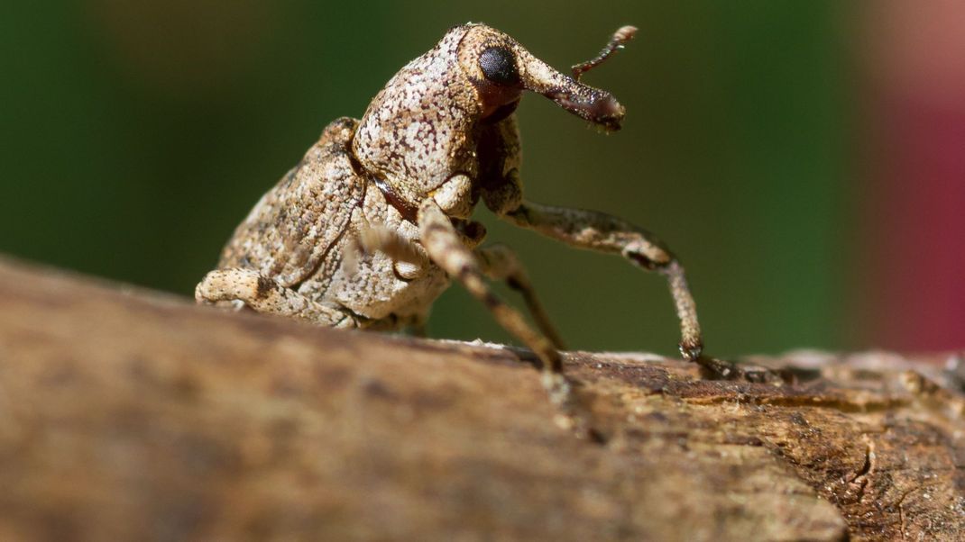 Seltenes Urwaldinsekt bei Berlin gefunden: Der gefährdete Käfer mit dem auffälligen Aussehen lebt eigentlich in alten Eichenwäldern.