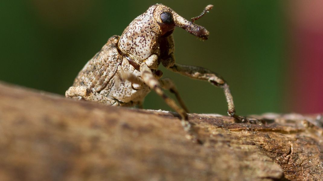 Plattnasen-Holzrüssler in der Döberitzer Heide entdeckt