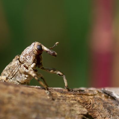 Plattnasen-Holzrüssler in der Döberitzer Heide entdeckt