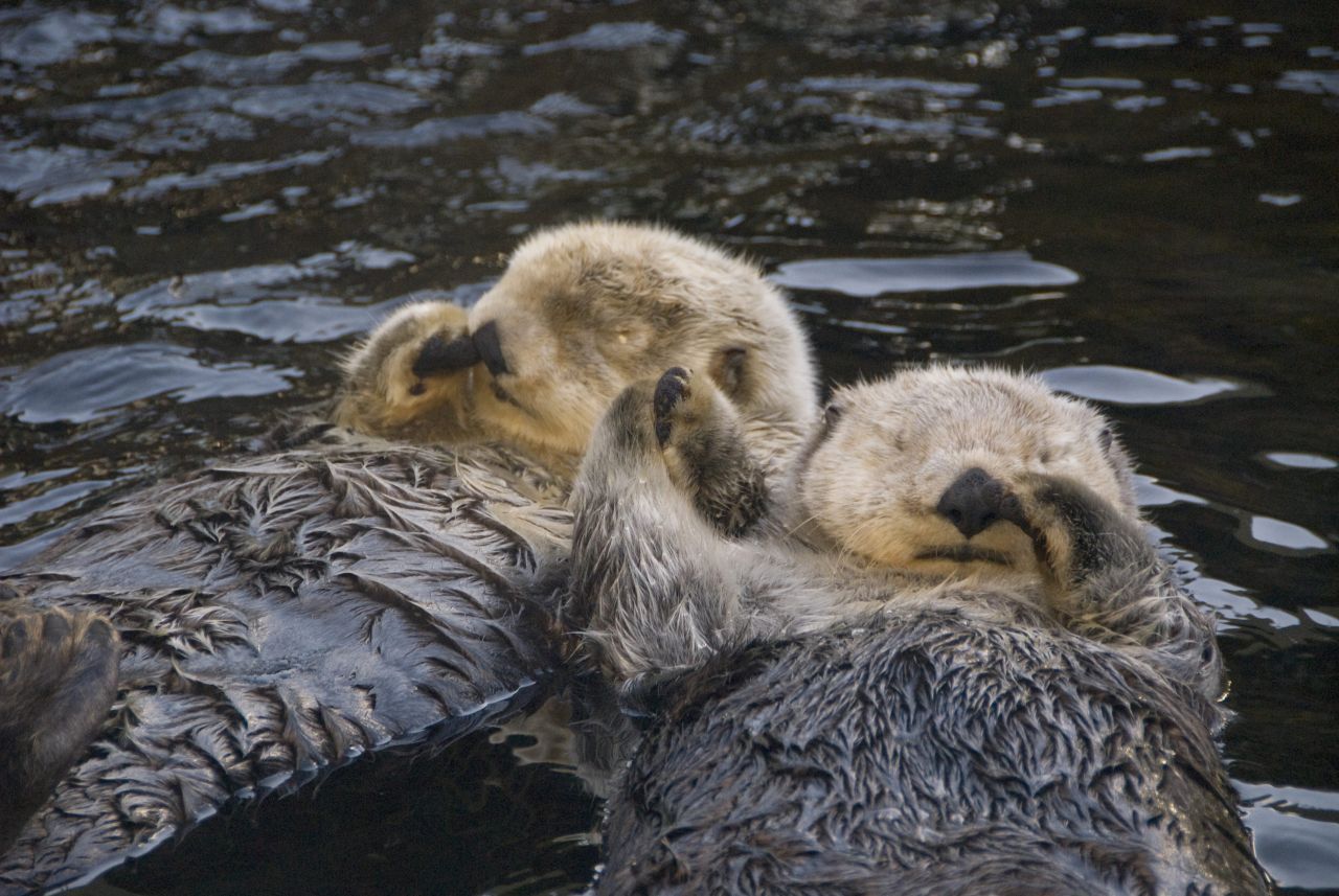 Seeotter verbringen den größten Teil ihres Lebens im Meer und schlafen dort auch. Damit die Strömung sie nicht davonträgt, umwickeln sie sich mit Seetang, bevor sie sich rücklings ablegen. Otter-Pärchen verfolgen eine tierisch romantische Strategie, um nicht voneinander weggetrieben zu werden: Sie halten im Schlaf Händchen. 