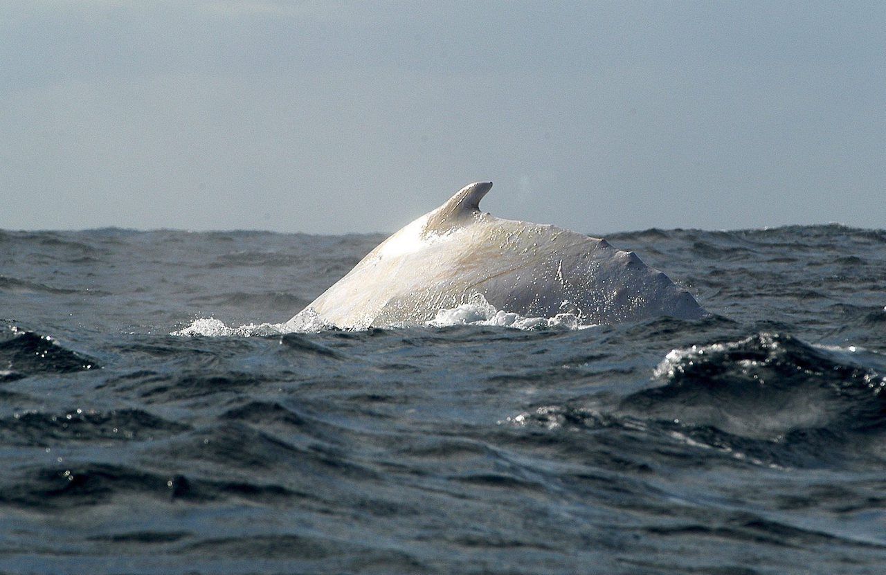 Albino-Wal: "Migaloo" tauften Forscher diesen weißen Buckelwal. 1991 wurde das Tier vor Australien gesichtet und steht unter besonderem Schutz. 