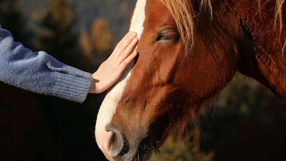 Pferd mit Hand