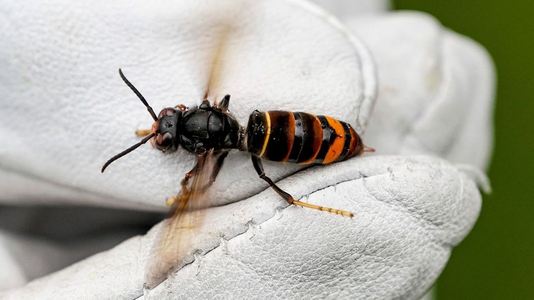 Asiatische Hornisse breitet sich aus - Nester mit Peilsendern gesucht