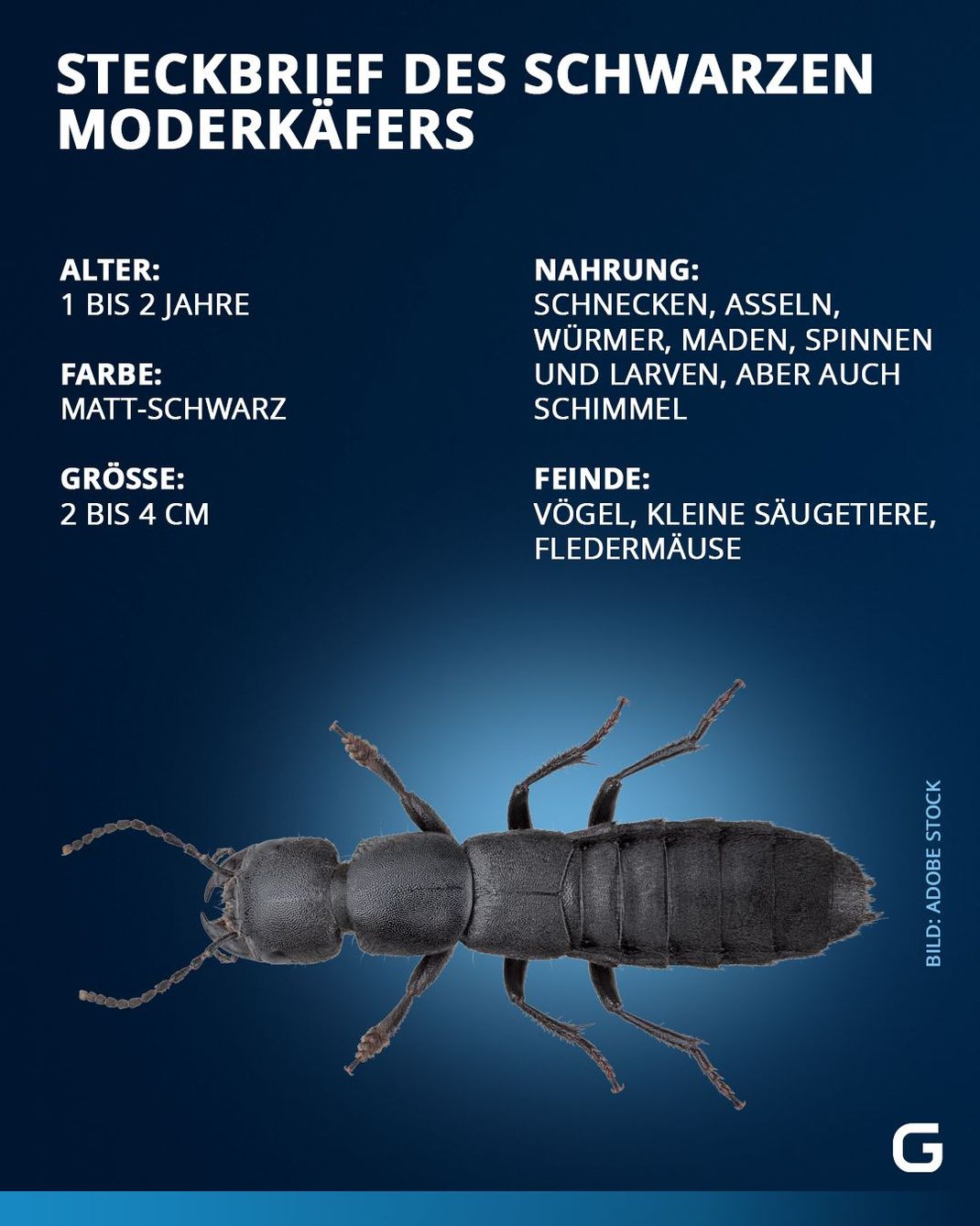 Fakten zum schwarzen Moderkäfer