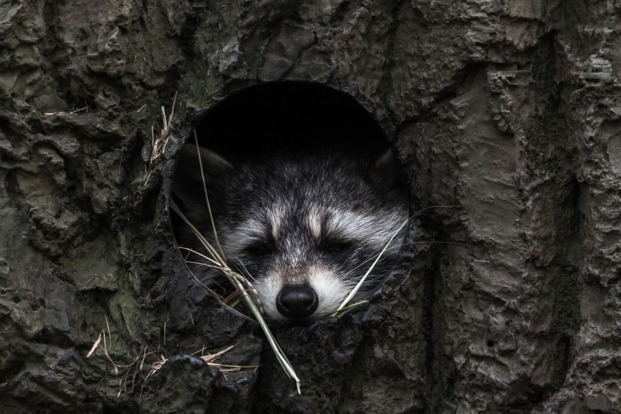 Waschbären halten keinen Winterschlaf - aber Winterruhe. Sie kommen in der kalten Jahreszeit nur selten aus ihrem Versteck, um etwas zu fressen.