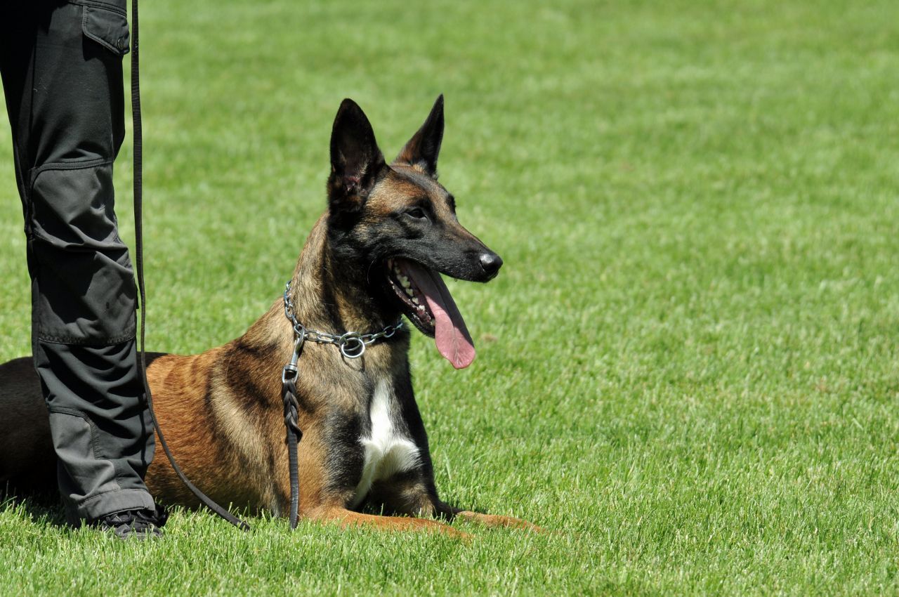 Malinois, also belgische Schäferhunde, haben Gene des Hütehundes und einen starken Beschützer-Instinkt. Das macht sie beliebt als Schutzhunde bei der Polizei.