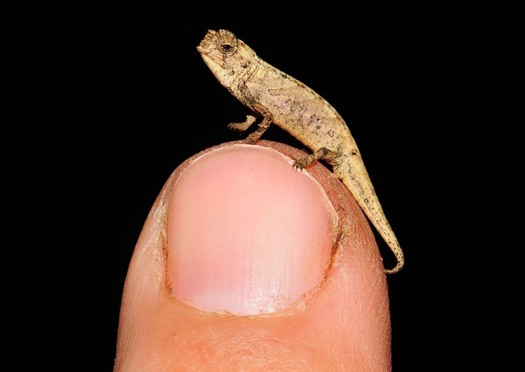 Brookesia Nana ist ein Mini-Chamäleon.