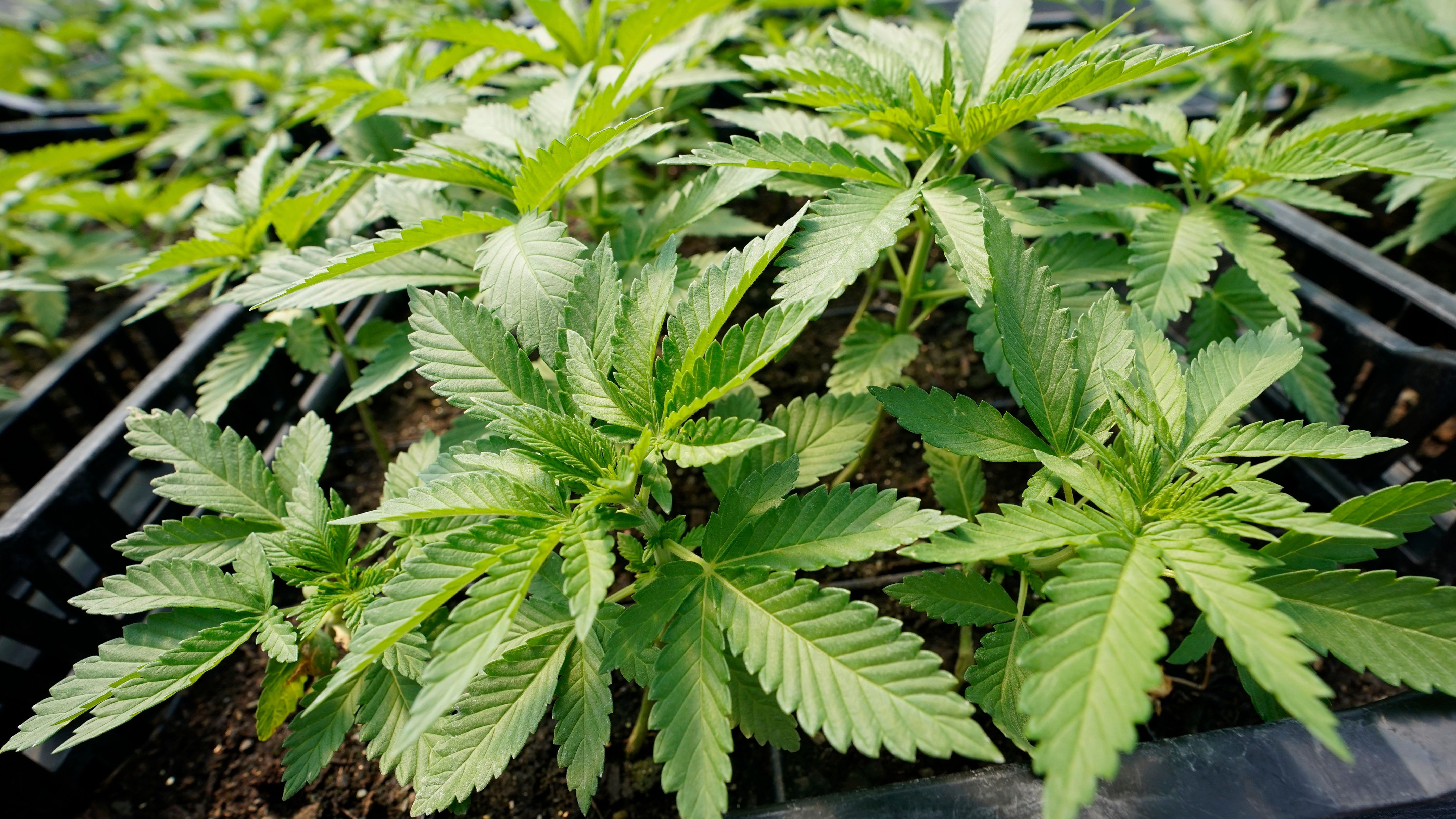 FDP und Grüne erhöhen den Druck auf die SPD in Sachen Cannabis-Legalisierung.