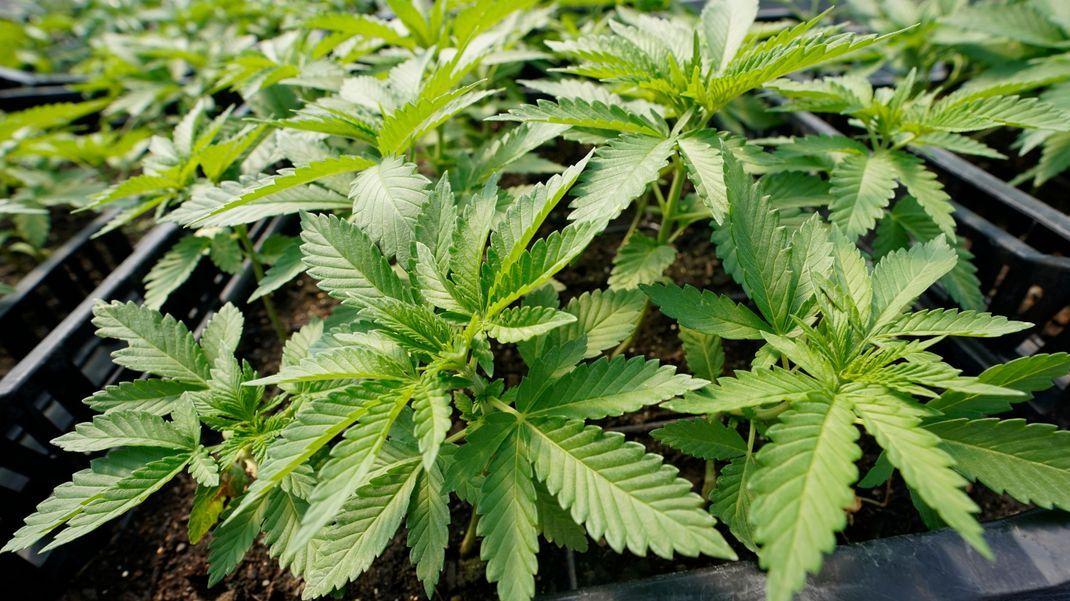 FDP und Grüne erhöhen den Druck auf die SPD in Sachen Cannabis-Legalisierung.