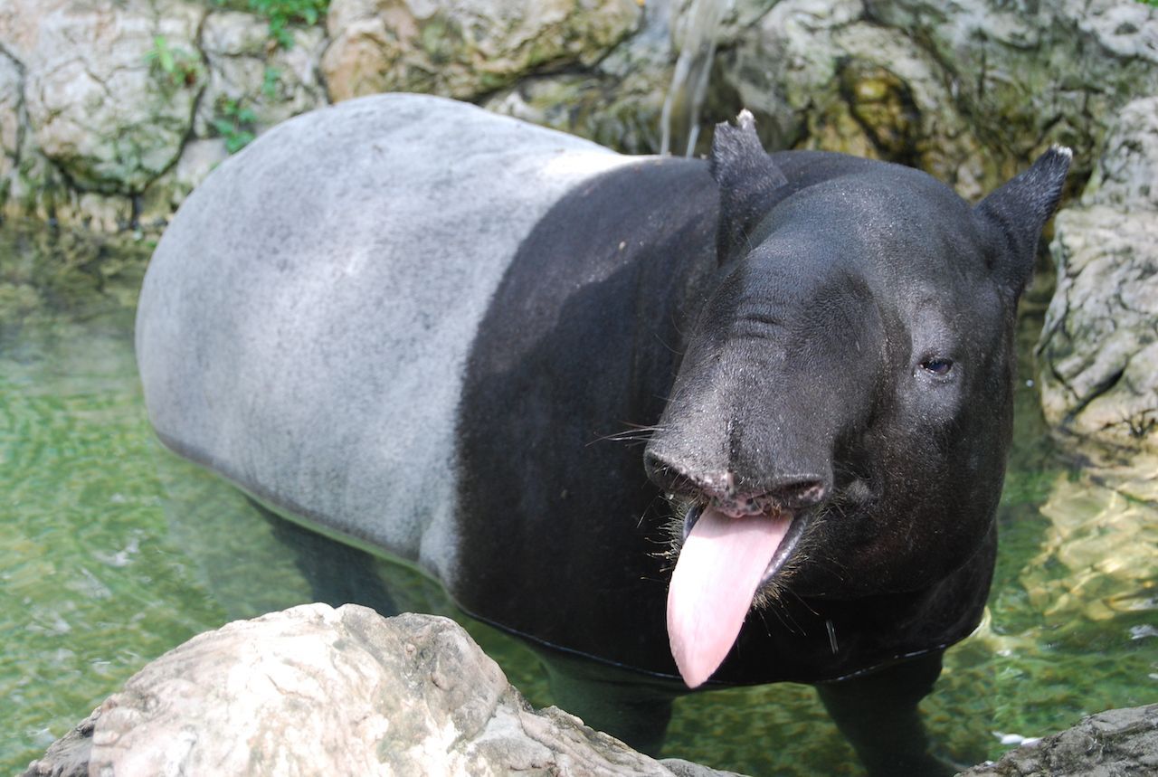 Ersatz-Hand und Schnorchel in einem: Der Tapir benützt seine rüsselartige Nase zum Greifen nach Futter und Abtauchen bei Gefahr. 