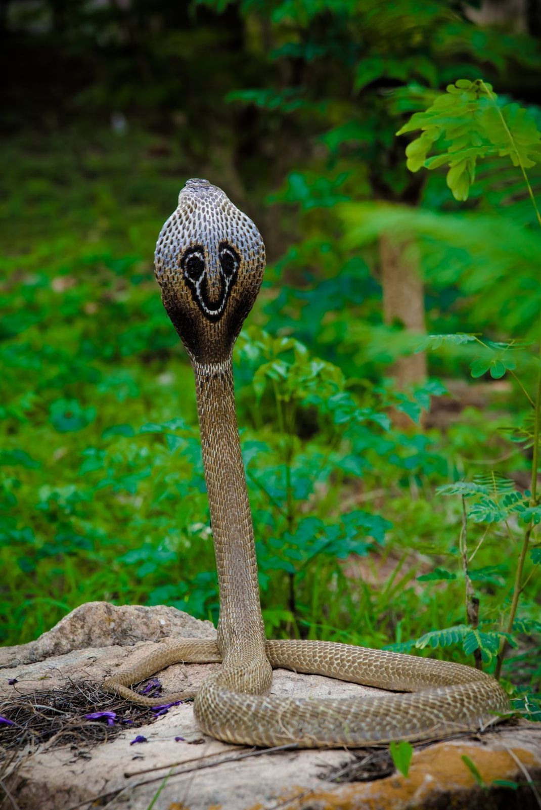 Die Brillenschlange kennen wir vor allem von Schlangen-Beschwörern. Charakteristisch ist das Symbol auf ihrem Nacken-Schild.