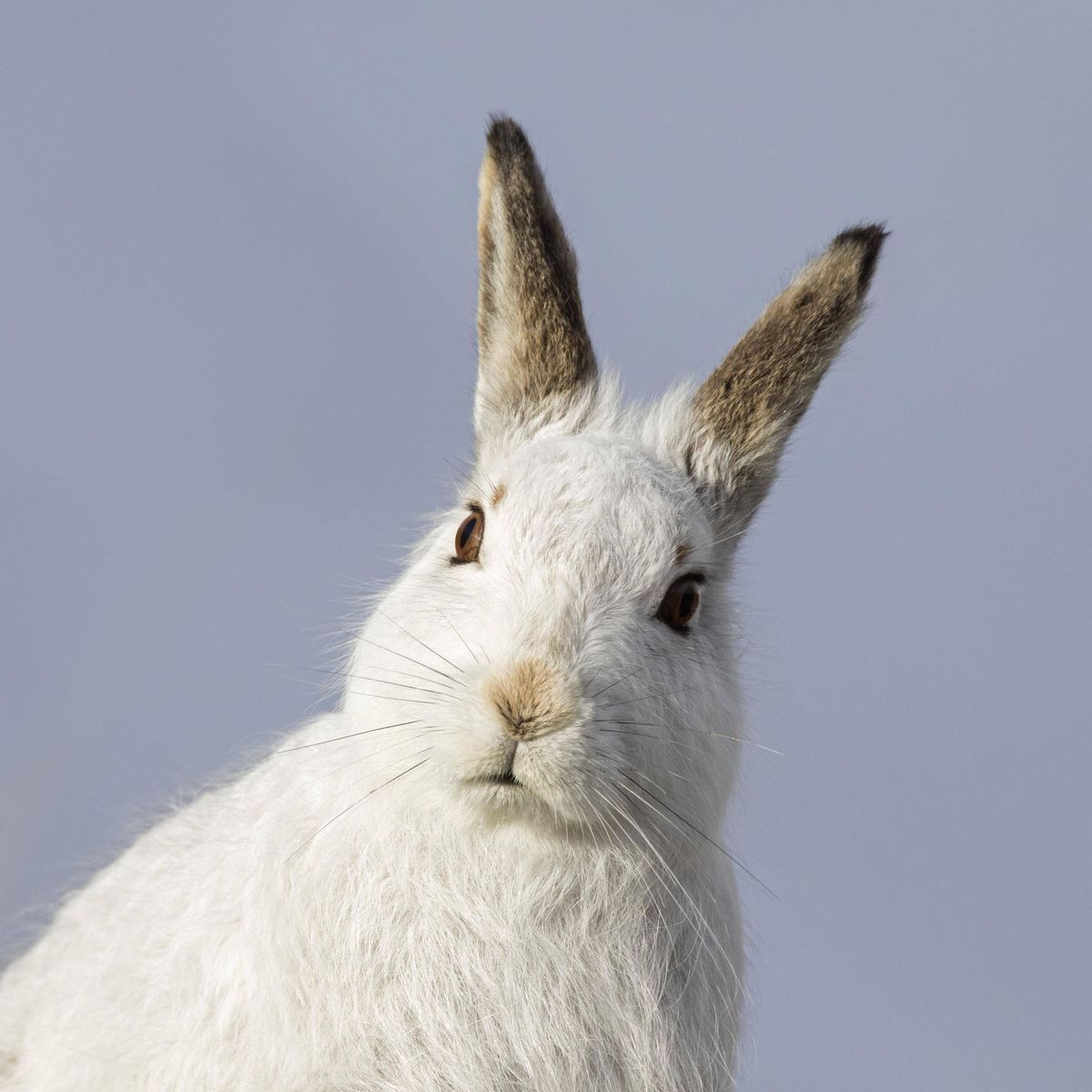 Schneehase in der Tundra