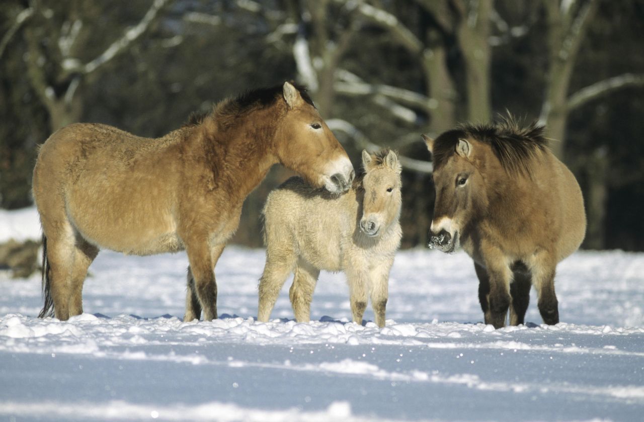 Auch in Deutschland gibt es mehrere Gruppen von Przewalski-Pferden, die auf ehemaligen Militärplätzen angesiedelt wurden.