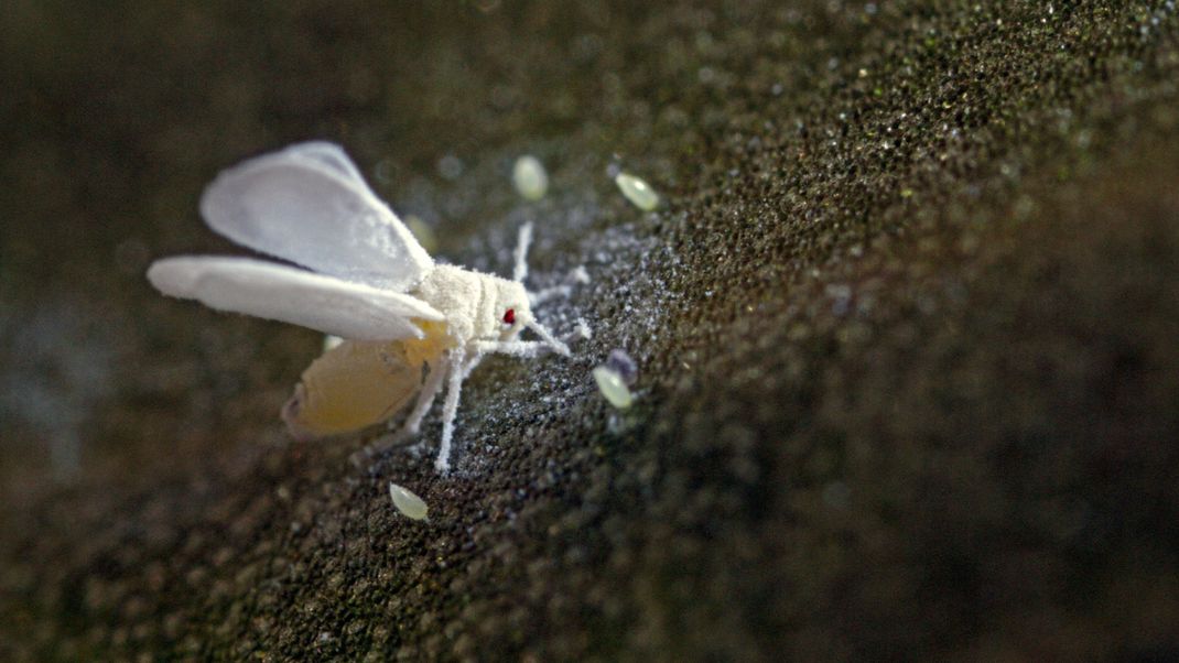 Eine Weiße Fliege in Nahaufnahme: Den mehligen Staub und die Eier kannst du gut erkennen.