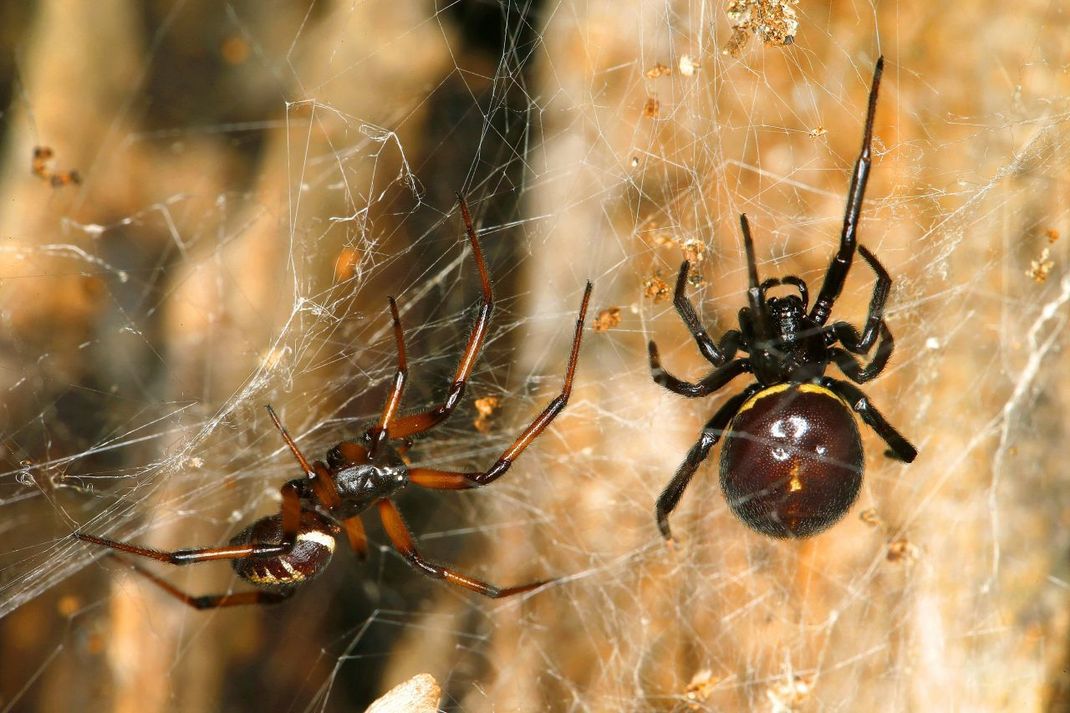 Die Falsche Schwarze Witwe ist etwas kleiner als die Schwarze Witwe. Ihr Biss schmerzt, ist aber nicht wirklich gefährlich. Die Tiere sind bei uns in Garten-Centern zu finden. Dort ist es schön warm, wie in ihrer ursprünglichen Heimat Madeira und den Kanaren. Expert:innen vermuten, dass sie über importierte Pflanzen nach Deutschland kamen.