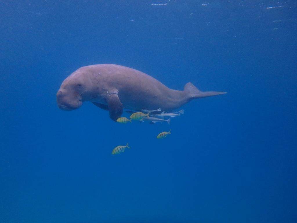 Dugongs, auch Gabelschwanz-Seekühe genannt, haben ähnlich wie Delfine eine gespreizte Schwanzflosse. Ihr Lebensraum ist ausschließlich im Meer und nicht im Süßwasser. Sie schwimmen durch Küstengebiete Ostafrikas, Arabiens, Australiens, West-Indiens, Südost-Asiens und des Roten Meeres. In China wurden sie kürzlich als ausgestorben erklärt, im Roten Meer verbleiben vermutlich nur zwei Dugongs - beides Männchen.