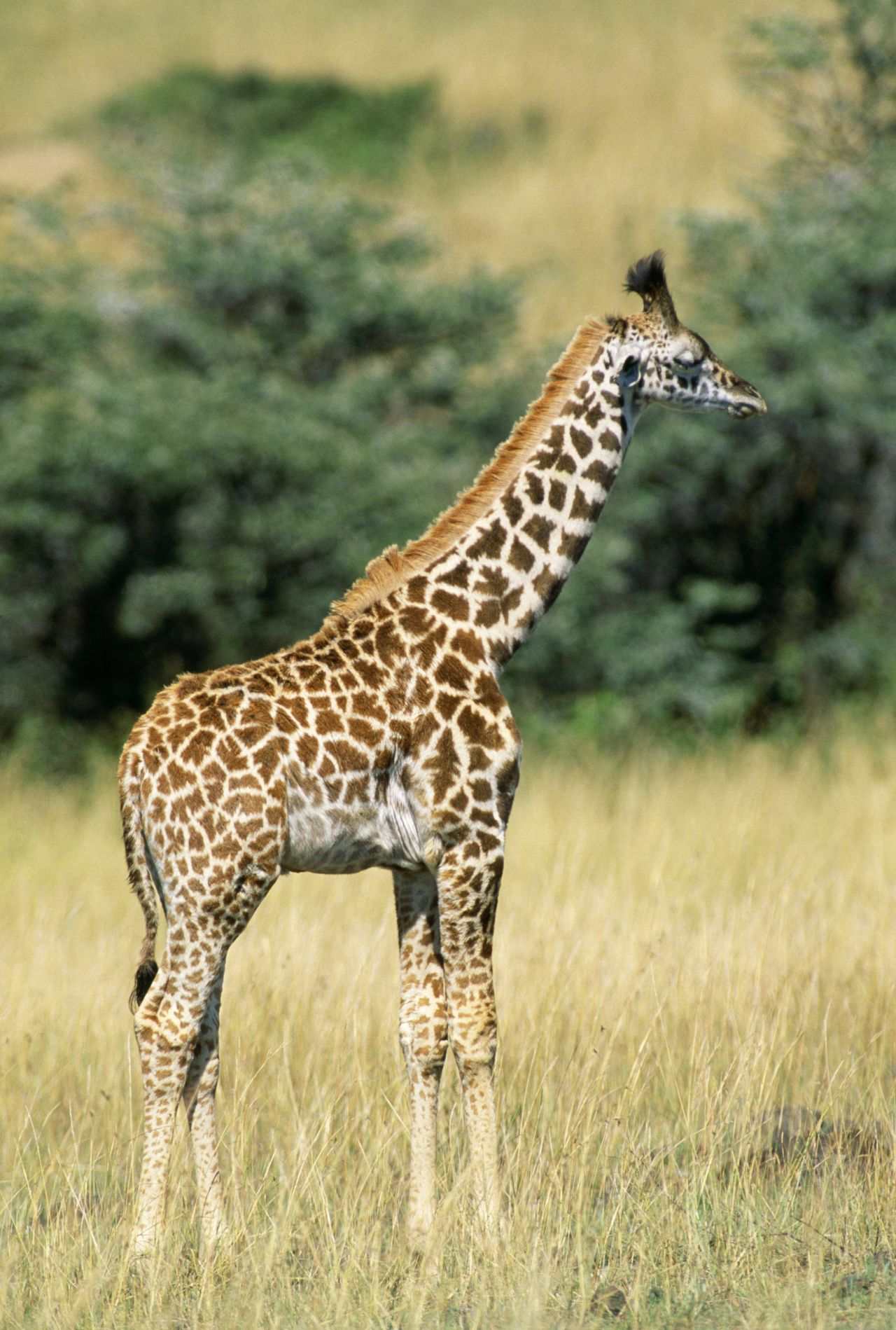 Giraffen schlummern immer nur ein paar Minuten am Stück und zwar meist im Stehen. Um in einen Tiefschlaf fallen zu können, müssen sich die bis zu sechs Meter hohen Paarhufer hinlegen und einrollen. Doch das ist oft zu gefährlich.