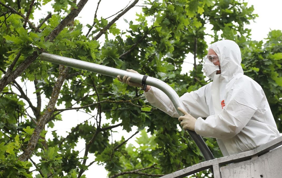 Ein Mitarbeiter einer Spezialfirma saugt die Raupen des Eichenprozessionsspinners mit einem Staubsauger ab. In den letzten Jahren haben es Waldarbeiter noch mit Abflämmen versucht. 