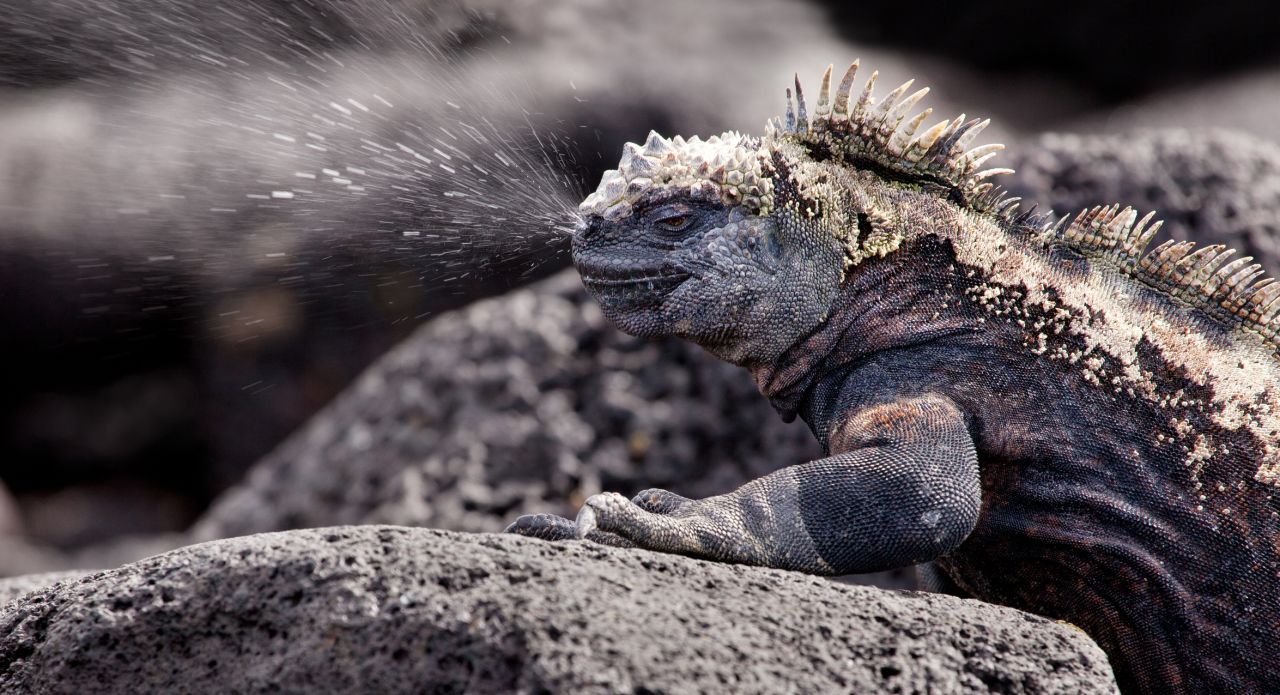 Meerwasser-Dusche gefällig? Diese Echse von den Galapagos-Inseln stellt sich ganz natürlich bereit, wenn sie Salz ausniest.