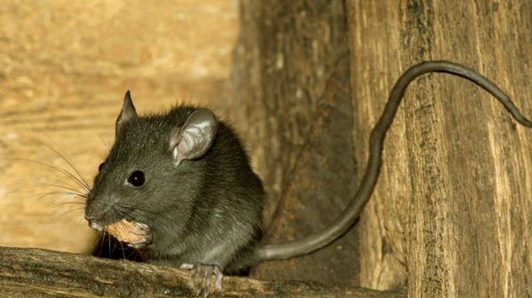 Hausratten werden wegen ihrer Größe und der spitzen Schnauze häufig mit Mäusen verwechselt.