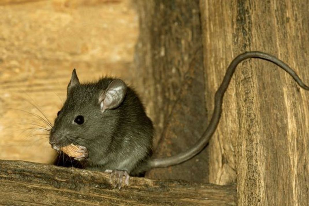 Hausratten werden wegen ihrer Größe und der spitzen Schnauze häufig mit Mäusen verwechselt.