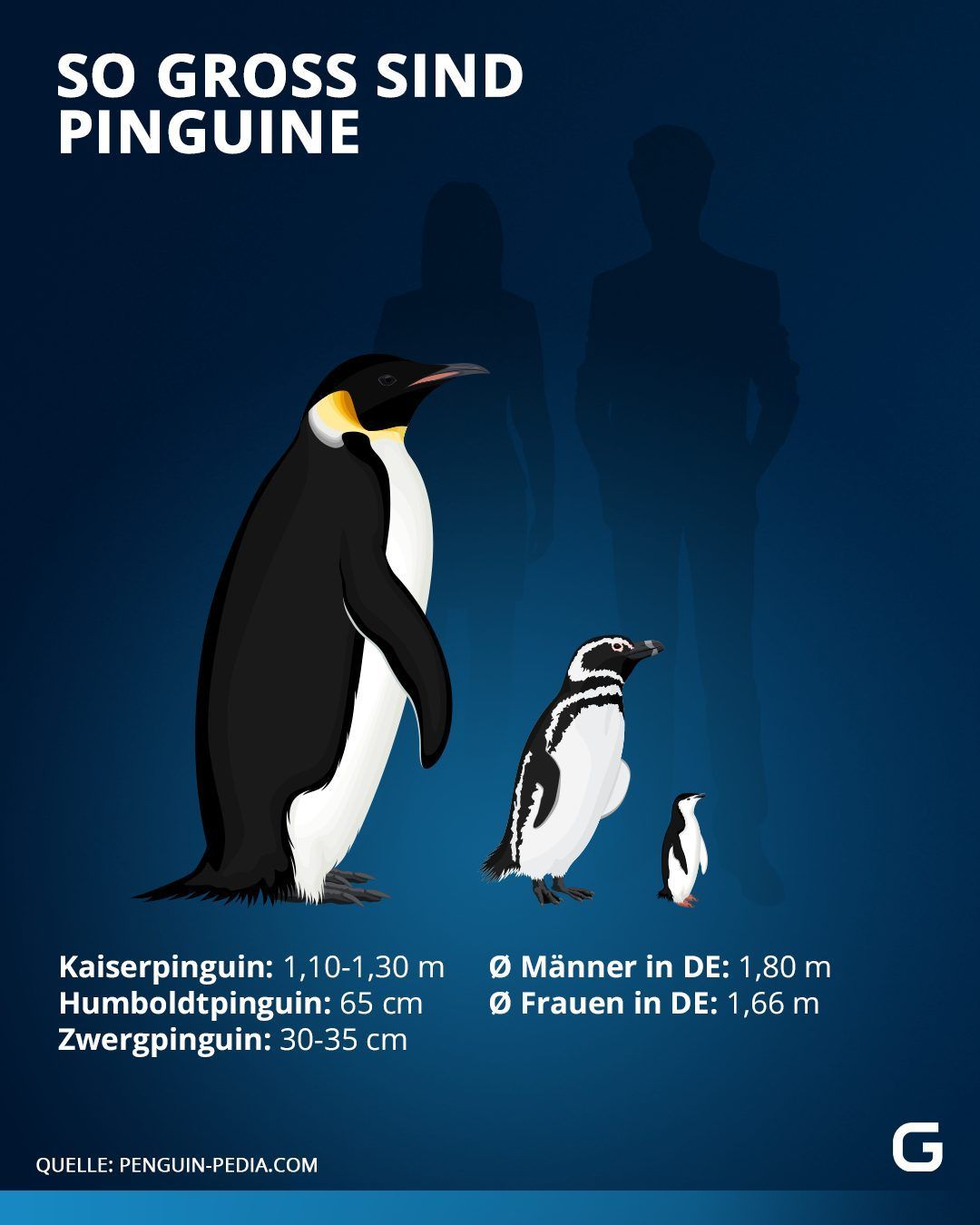 Pinguine im Größenvergleich: So groß sind Kaiserpinguine, Humboldpinguine und Zwergpinguine. 