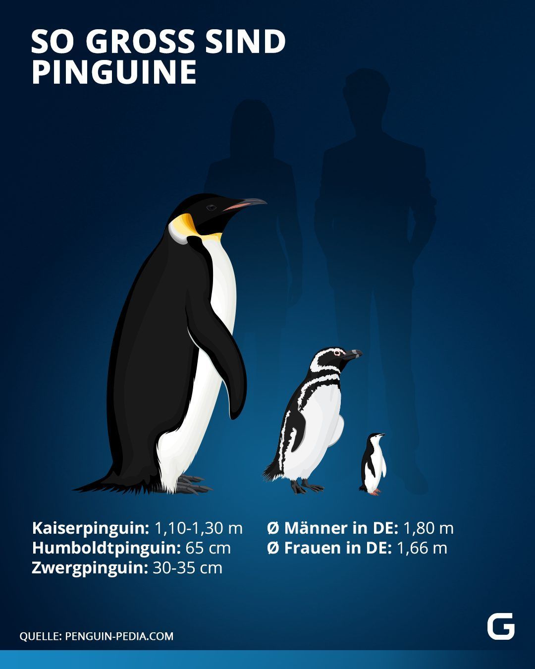 Pinguine, Vögel