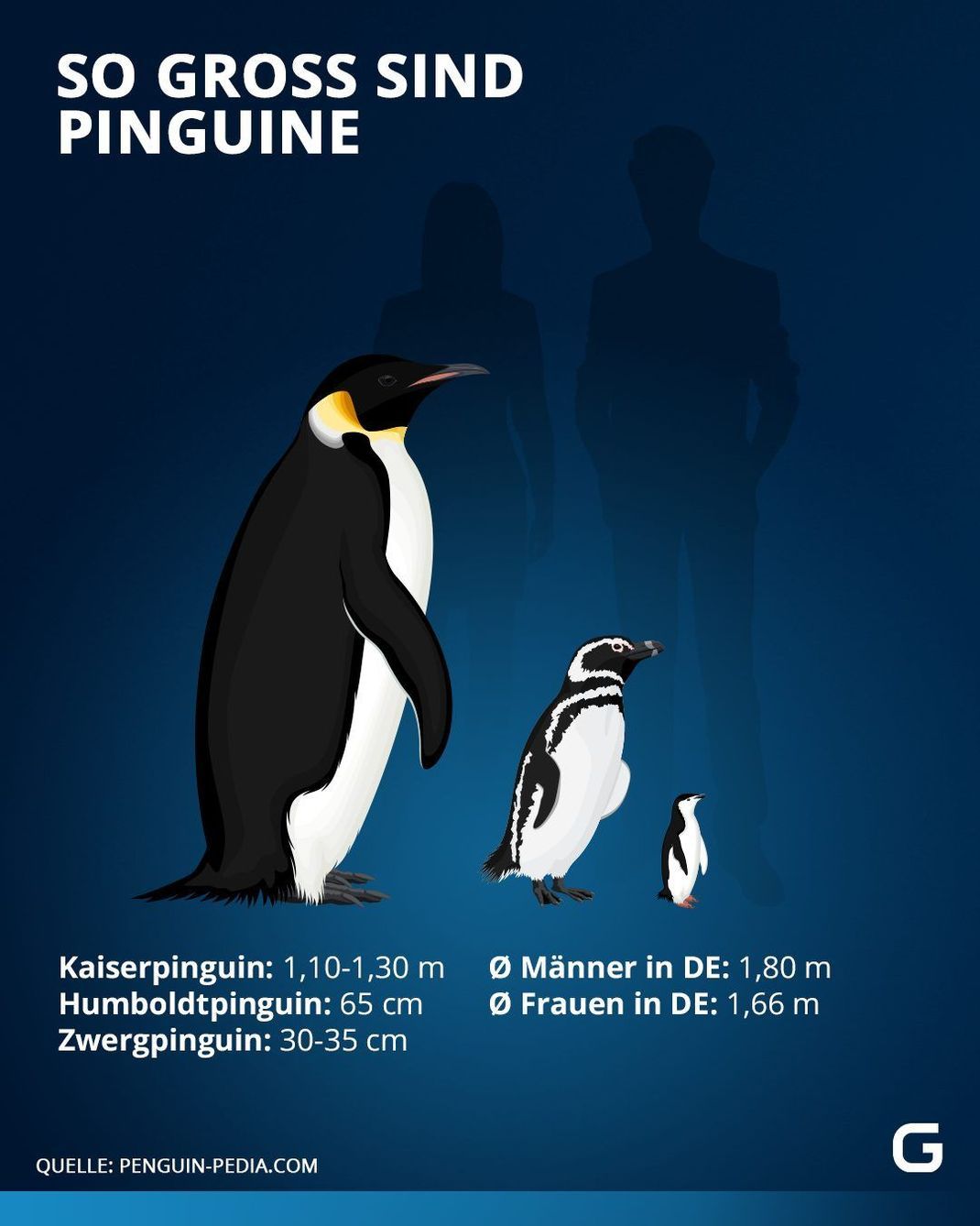 Pinguine im Größenvergleich: So groß sind Kaiserpinguine, Humboldpinguine und Zwergpinguine. 