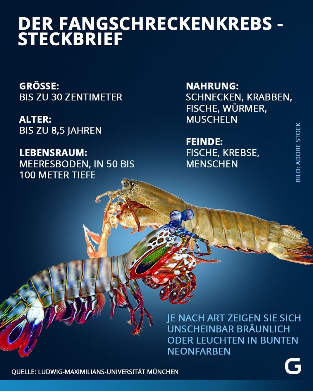 Fangschreckenkrebs im Steckbrief: Größe, Alter, Lebensraum, Nahrung und Feinde des Krebses. 