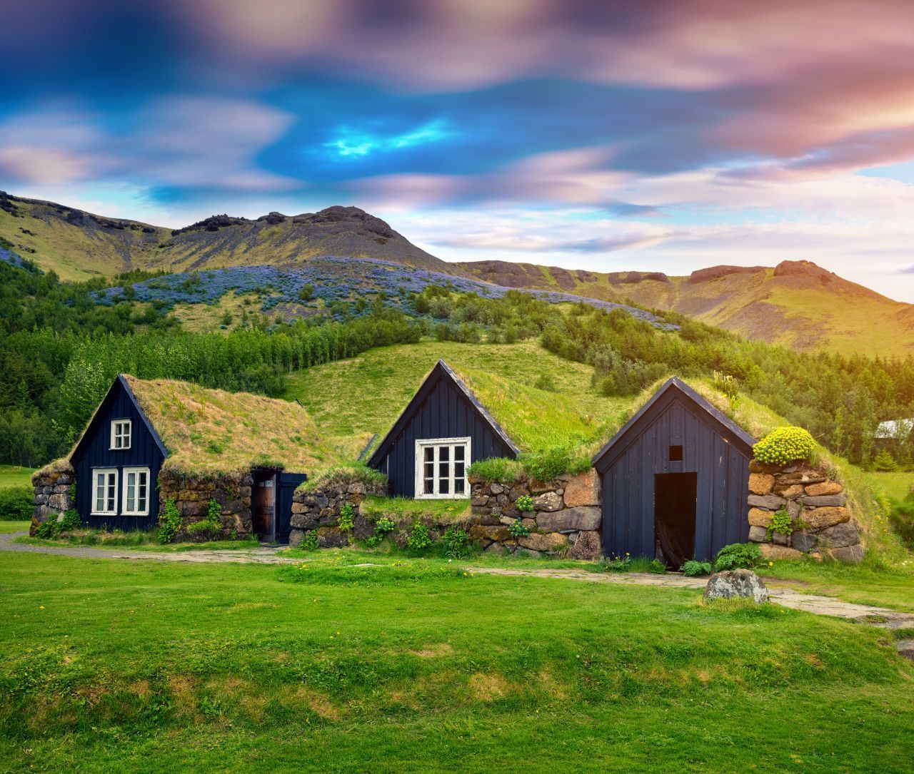 Die Wikinger führten sie ein, die Isländer:innen blieben ihnen treu - den saftig grünen Grasdächern. 