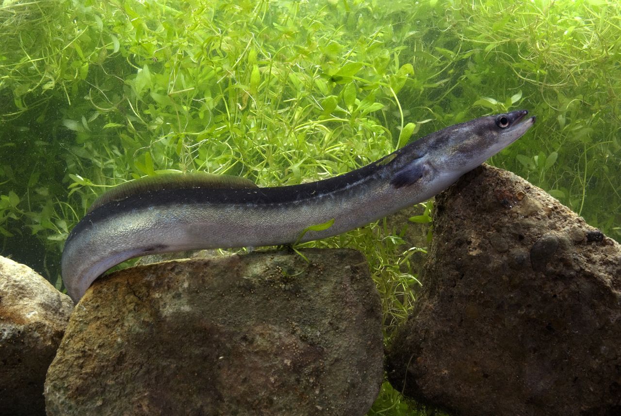 Amerikanische und Europäische Aale treffen sich zu einem riesigen Brut-Event in der atlantischen Saragossa-See östlich von Florida. Nicht gerade der nächste Weg: Die erwachsenen Europäischen Aale schwimmen etwa 7.000 Kilometer weit, teils gegen den Golfstrom - und sterben nach dem Laichen.