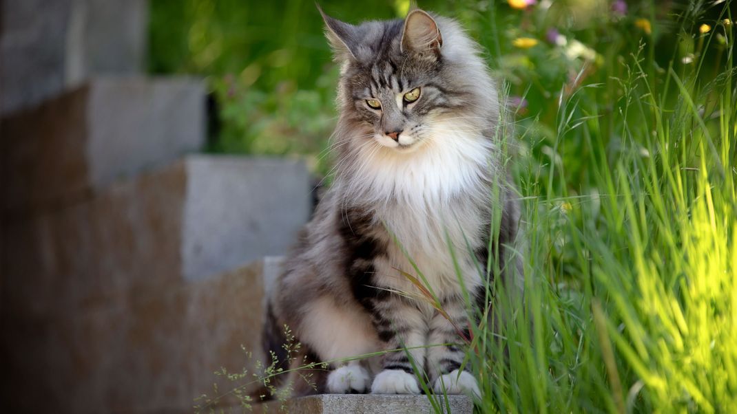 Die Maine-Coon-Katze sieht nicht nur majestätisch aus, sie kann auch extrem groß und schwer werden. (Symbolbild)