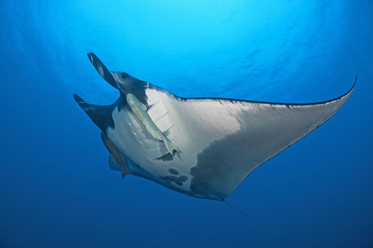 Riesenmanta: Dieser schwimmt im Ozean vor Mexiko. Mit dabei: Kleinere Schiffshalter, die sich mitnehmen lassen und den Manta auch von Parasiten befreien. Im Text unten erfährst du mehr über diese Art.