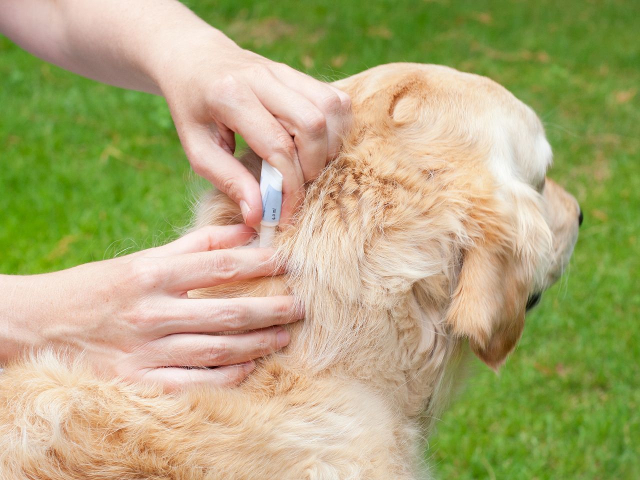 Damit die Zecken gar nicht erst auf die Haustiere losgehen, kannst du "Spot-on"-Präparate mit dem Wirkstoff Fipronil kaufen. Träufle das Medikament am besten in den Nacken, sodass Hund oder Katze es nicht ablecken können. Vorsicht: Für Katzen sind Präparate mit dem Wirkstoff Permethin giftig.