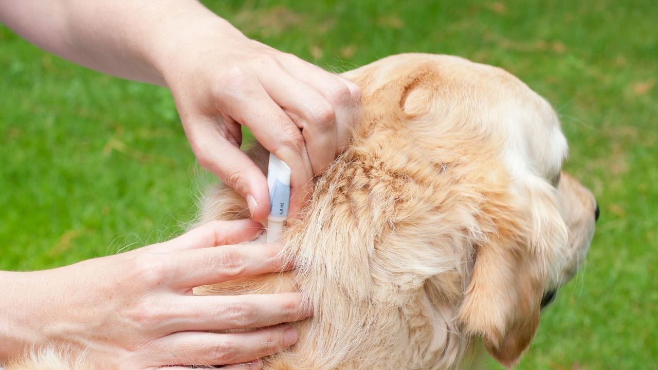 Damit die Zecken gar nicht erst auf die Haustiere losgehen, kannst du "Spot-on"-Präparate mit dem Wirkstoff Fipronil kaufen. Träufle das Medikament am besten in den Nacken, sodass Hund oder Katze es nicht ablecken können. Vorsicht: Für Katzen sind Präparate mit dem Wirkstoff Permethin giftig.