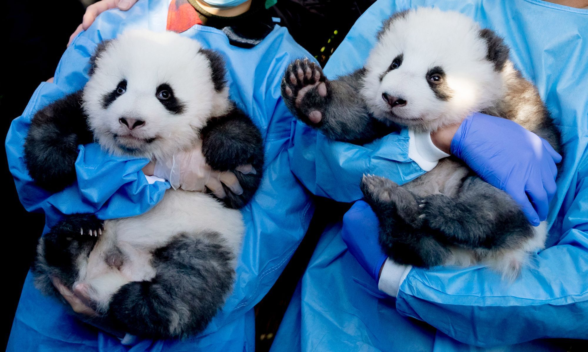 Berliner Zoo Stellt Seine Panda-Zwillinge Vor