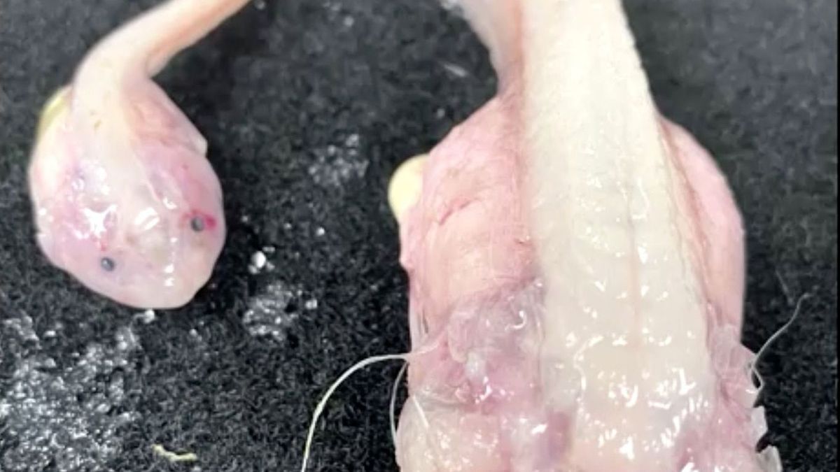 Scientists break world record for deepest fish ever caught