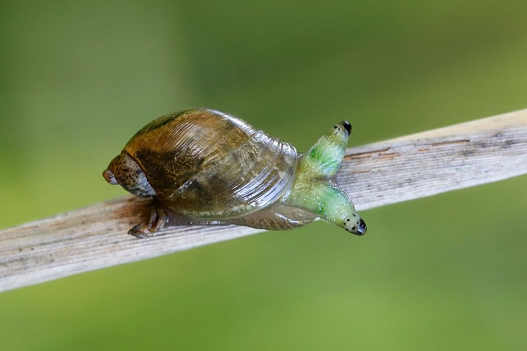 Ist eine Schnecke von Saugwürmern befallen, schwellen ihre Fühler an und pulsieren - das lockt Vögel an.