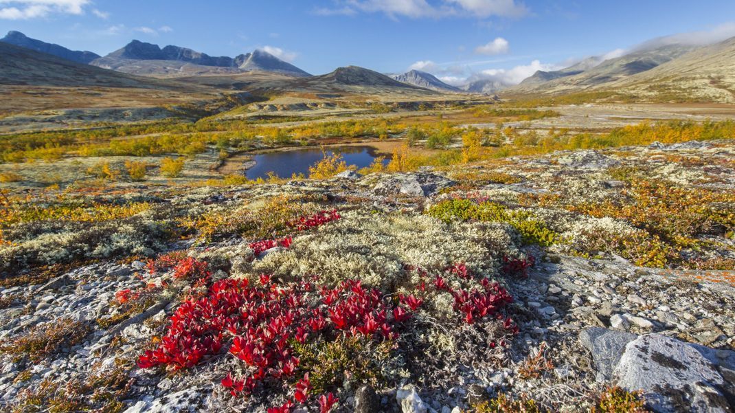 Die Tundra ist ein karger Ort - aber manchmal bunt. Hier wachsen die Heidekrautgewächse Alpen-Bärentrauben.