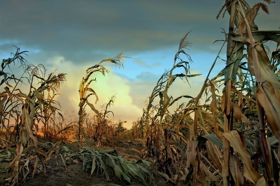 Der menschengemachte Klimawandel bedroht Pflanzen weltweit.