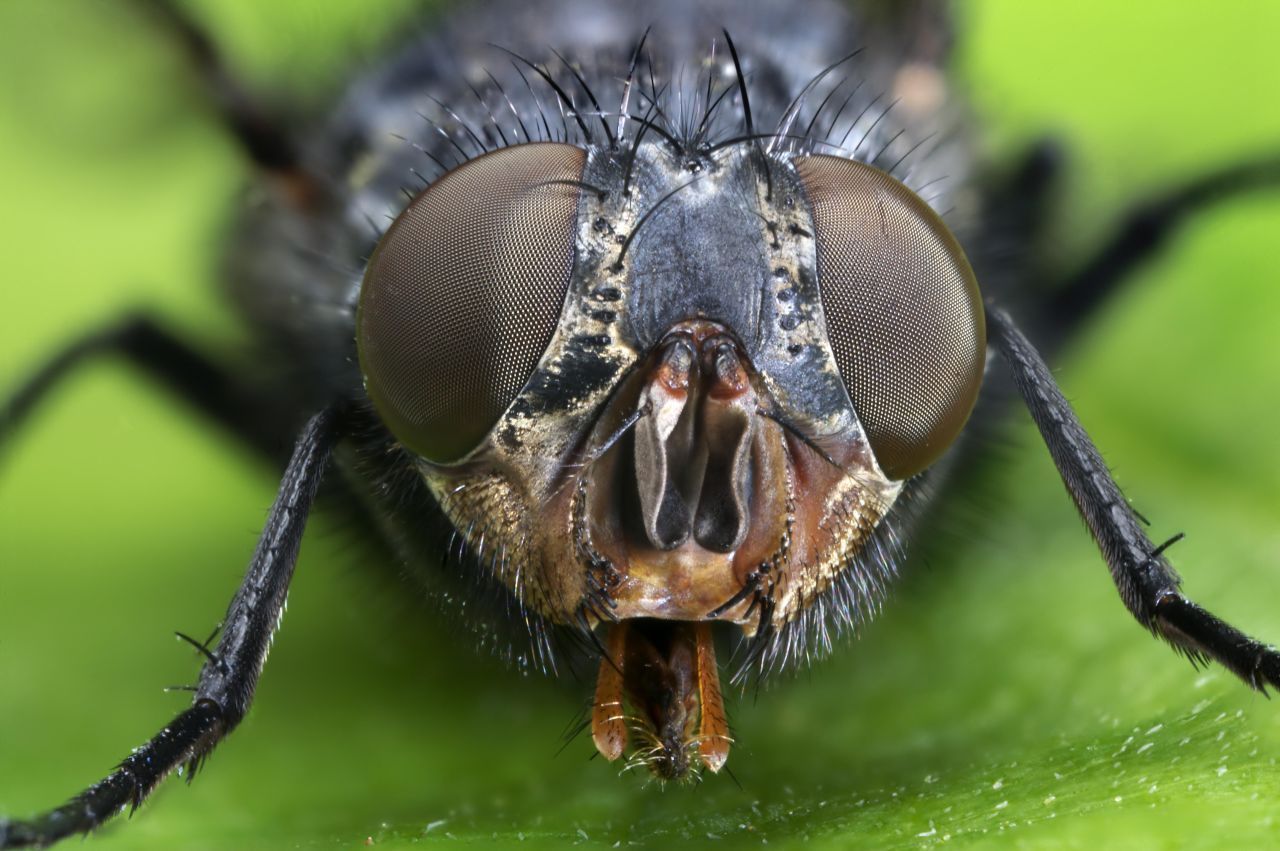 Insekten: Die Facettenaugen der Stubenfliege setzen sich aus 4.000 Einzelaugen zusammen. Sie sind sechseckig und sehen das Licht aus unterschiedlichen Richtungen einfallen, haben somit einen 360-Grad-Blick. Damit erfasst die Fliege gut 300 Bilder pro Sekunde, sogar in Farbe. Der Mensch schafft gerade mal 60. Auch einige Krebstiere sehen mit diesen „Komplexaugen“. Bei Libellen setzen sie sich sogar aus 7.000 bis 10.000 Einzela