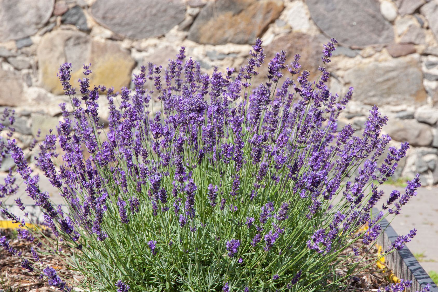 Lavendel-Pflanzen fühlen sich im Schutze von Mauern besonders wohl. Denn diese strahlen zusätzlich Wärme ab. Ist der Boden dann noch leicht abschüssig, haben Sie in Sachen Standortwahl alles richtig gemacht.
