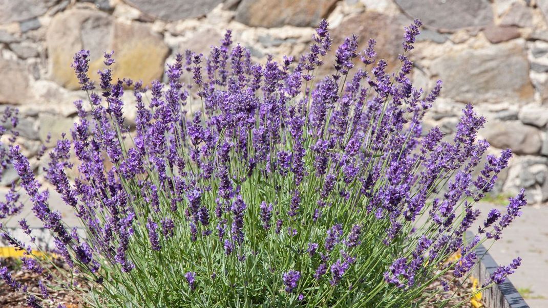 Lavendel-Pflanzen fühlen sich im Schutze von Mauern besonders wohl. Denn diese strahlen zusätzlich Wärme ab. Ist der Boden dann noch leicht abschüssig, haben Sie in Sachen Standortwahl alles richtig gemacht.