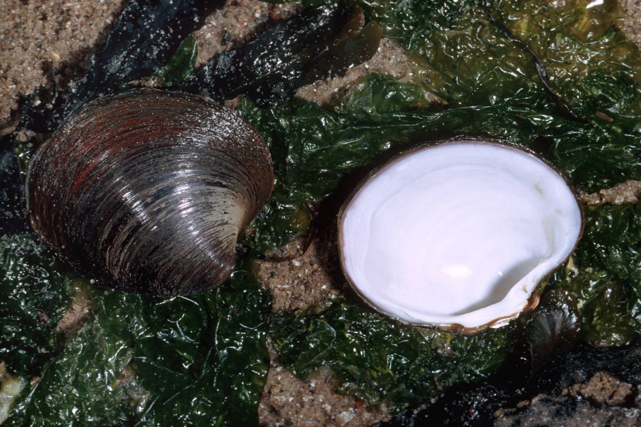 Älter als ein halbes Jahrtausend wurde eine Islandmuschel: 507 Jahre, pro Jahr ist sie um ein Ring gewachsen. Bevor 2006 "aus Versehen" mit 6.000 anderen Muscheln eingefroren wurde. 1499, dem Geburtsjahr der Islandmuschel, malten übrigens Leonardo DaVinci und Albrecht Dürer noch fleißig.