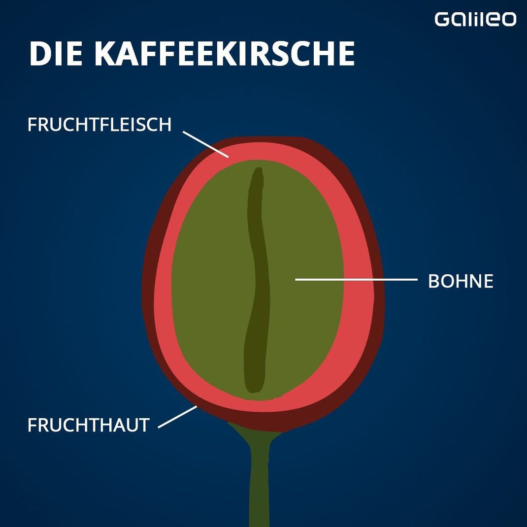 So sieht die Kaffeekirsche von innen aus. Jede Kirsche enthält zwei Bohnen.