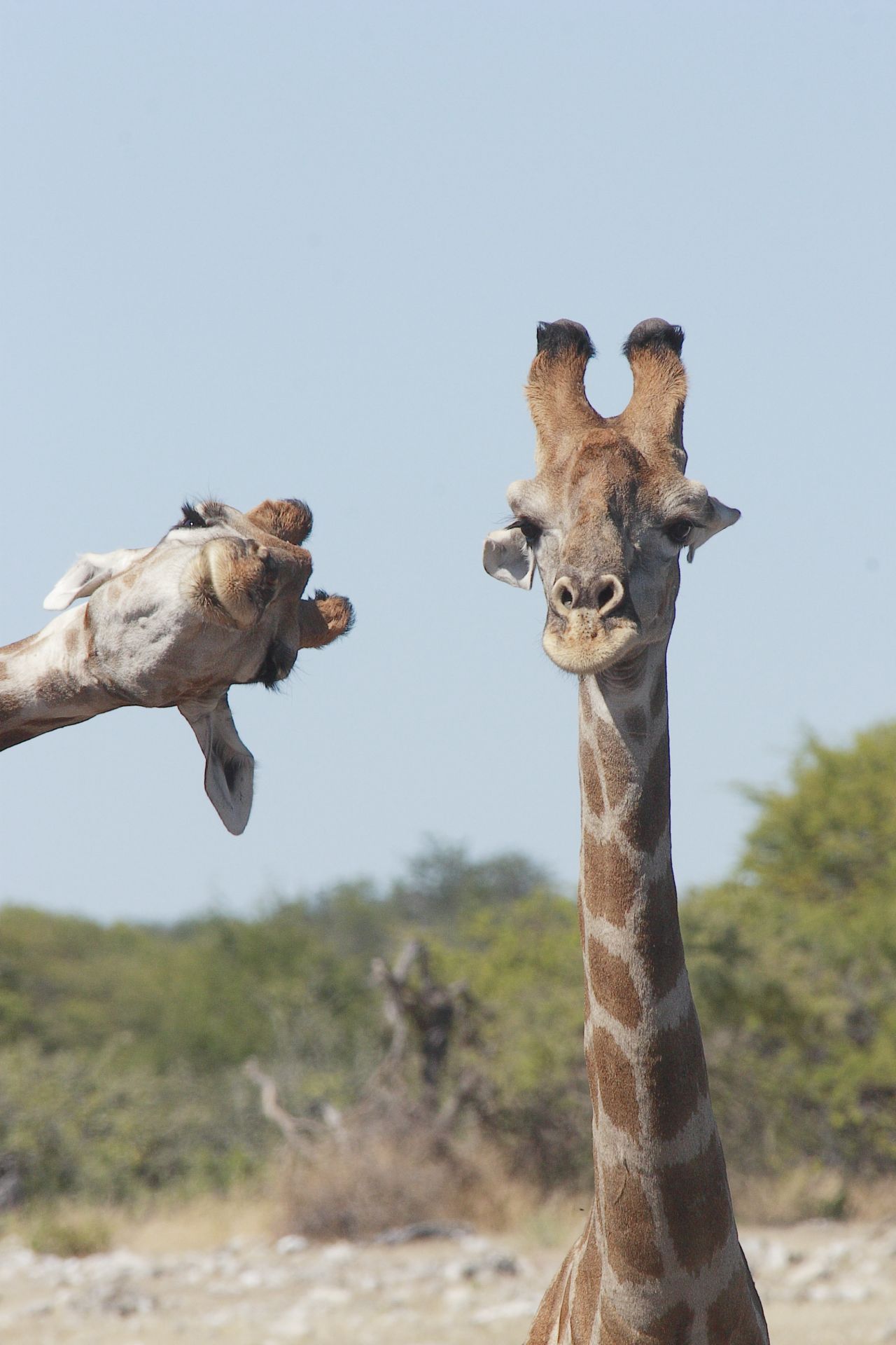 Da guckst du! Dieses Foto gewann einen Preis beim "Comedy Wildlife Photography Award" 2020 und wurde im Etosha-Nationalpark in Namibia aufgenommen. 