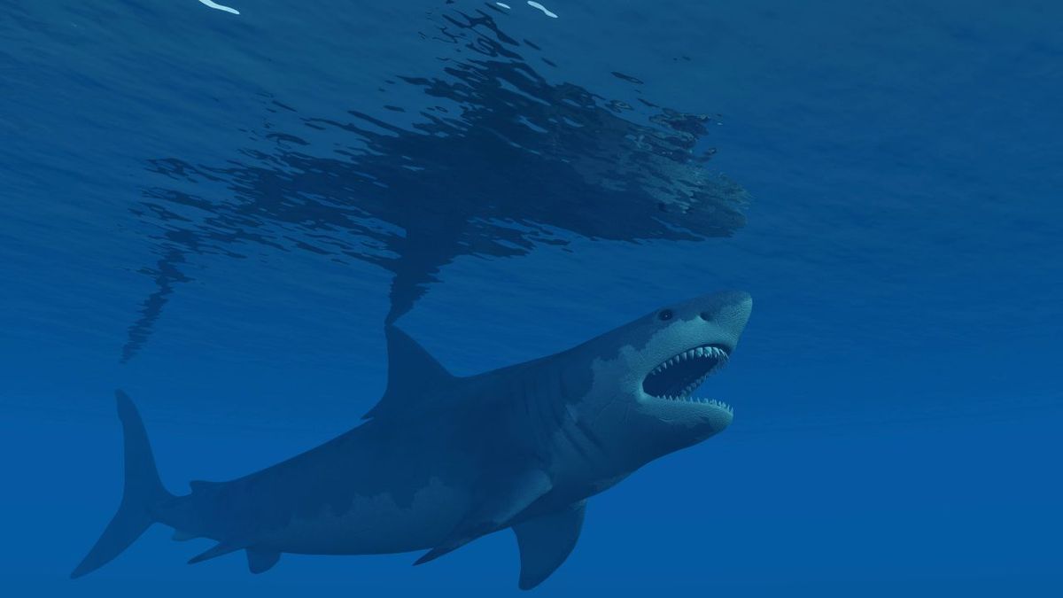 megalodon_imago0072653772h_imago_images  StockTrek_Images