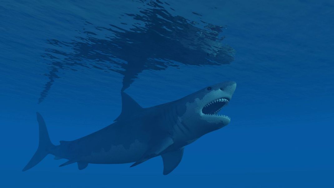 Megalodon